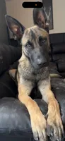 Uzi, a male Belgian Malinois and German Shepherd Dog for sale in Springfield, CO – 1 of 2
