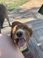 Banjo , a male Miniature Goldendoodle for sale in Springfield, CO – 7 of 10