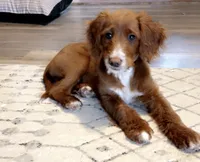 Banjo , a male Miniature Goldendoodle for sale in Springfield, CO – 4 of 10