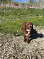 Banjo , a male Miniature Goldendoodle for sale in Springfield, CO – 10 of 10