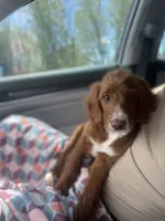 Banjo , a male Miniature Goldendoodle for sale in Springfield, CO – 5 of 10