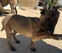 Belgian Malinois (Lucky), a male Belgian Malinois for sale in Victorville, CA – Photo 5 of 5