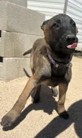 Belgian Malinois (Lucky), a male Belgian Malinois for sale in Victorville, CA – Photo 2 of 5