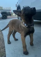 Belgian Malinois (Lucky), a male Belgian Malinois for sale in Victorville, CA – Photo 3 of 5