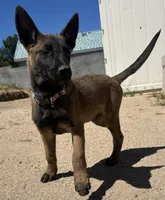 Belgian Malinois (Lucky), a male Belgian Malinois for sale in Victorville, CA – Photo 4 of 5