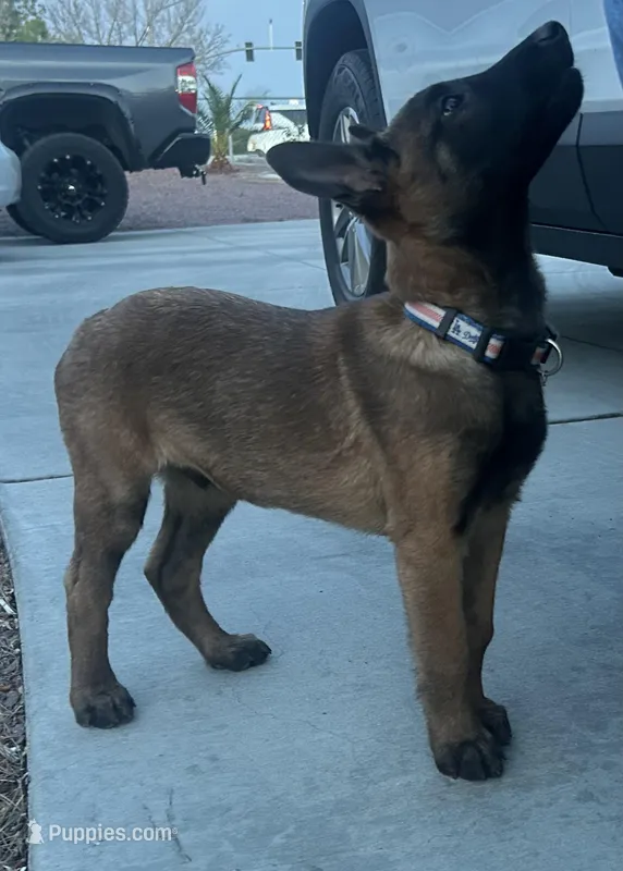 Belgian Malinois (Lucky) – Belgian Malinois puppy for sale in Victorville, CA