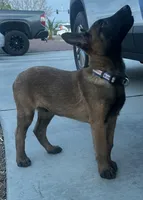 Belgian Malinois (Lucky), a male Belgian Malinois for sale in Victorville, CA – Photo 1 of 5