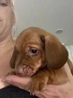 Rudy Dew, a male Miniature Dachshund for sale in Sherman, TX – 1 of 5