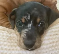 Pepper Dew, a male Miniature Dachshund for sale in Sherman, TX – 2 of 5