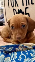 Copper Dew, a male Miniature Dachshund for sale in Sherman, TX – 4 of 6