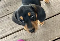 Todd, a male Miniature Dachshund for sale in Sherman, TX – Photo 1 of 4
