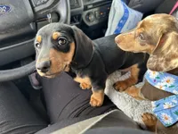 Todd, a male Miniature Dachshund for sale in Sherman, TX – Photo 4 of 4