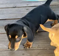 Todd, a male Miniature Dachshund for sale in Sherman, TX – Photo 3 of 4