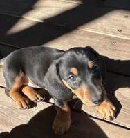 Todd, a male Miniature Dachshund for sale in Sherman, TX – Photo 2 of 4