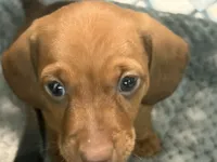 Copper Dew, a male Miniature Dachshund for sale in Sherman, TX – 6 of 6