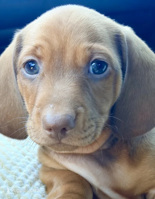 Thunder – Miniature Dachshund puppy for sale in Sherman, TX