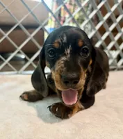Pepper Dew, a male Miniature Dachshund for sale in Sherman, TX – 3 of 5
