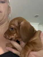 Rudy Dew, a male Miniature Dachshund for sale in Sherman, TX – 4 of 5