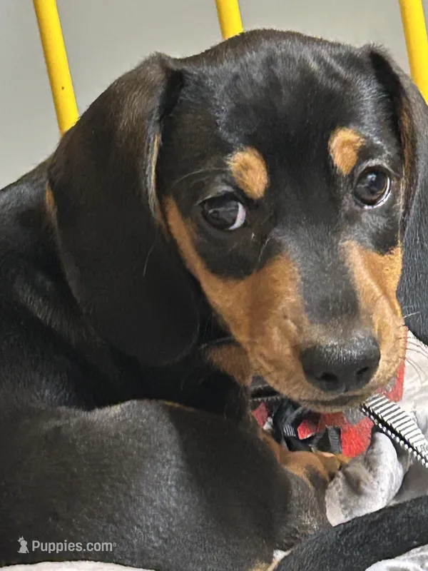Todd Dew – Miniature Dachshund puppy for sale in Sherman, TX