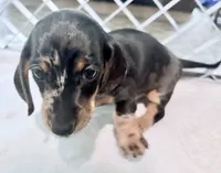 Pepper Dew, a male Miniature Dachshund for sale in Sherman, TX – 5 of 5