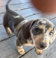 Ruby, a female Miniature Dachshund for sale in Sherman, TX – Photo 3 of 5