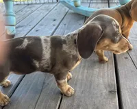 Ruby, a female Miniature Dachshund for sale in Sherman, TX – Photo 2 of 5