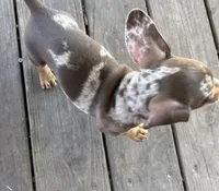 Ruby, a female Miniature Dachshund for sale in Sherman, TX – Photo 5 of 5