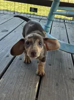 Ruby, a female Miniature Dachshund for sale in Sherman, TX – Photo 4 of 5