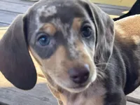 Ruby, a female Miniature Dachshund for sale in Sherman, TX – Photo 1 of 5