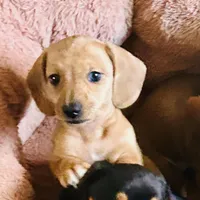 Coral , a female Miniature Dachshund for sale in Sherman, TX – Photo 2 of 6