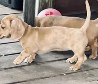 Coral , a female Miniature Dachshund for sale in Sherman, TX – Photo 2 of 4