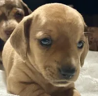 Coral , a female Miniature Dachshund for sale in Sherman, TX – Photo 1 of 4