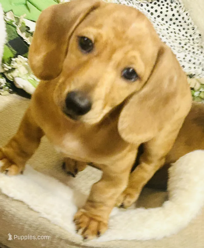 Coral  – Miniature Dachshund puppy for sale in Sherman, TX
