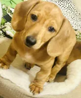 Coral , a female Miniature Dachshund for sale in Sherman, TX – Photo 1 of 6
