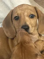 Coral , a female Miniature Dachshund for sale in Sherman, TX – Photo 5 of 6