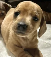 Coral , a female Miniature Dachshund for sale in Sherman, TX – Photo 3 of 4