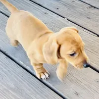 Coral , a female Miniature Dachshund for sale in Sherman, TX – Photo 3 of 6