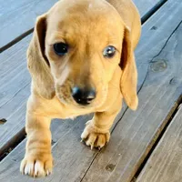Coral , a female Miniature Dachshund for sale in Sherman, TX – Photo 6 of 6