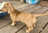 Coral , a female Miniature Dachshund for sale in Sherman, TX – Photo 4 of 4