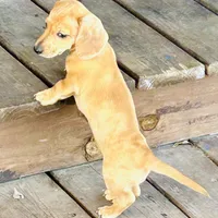 Coral , a female Miniature Dachshund for sale in Sherman, TX – Photo 4 of 6