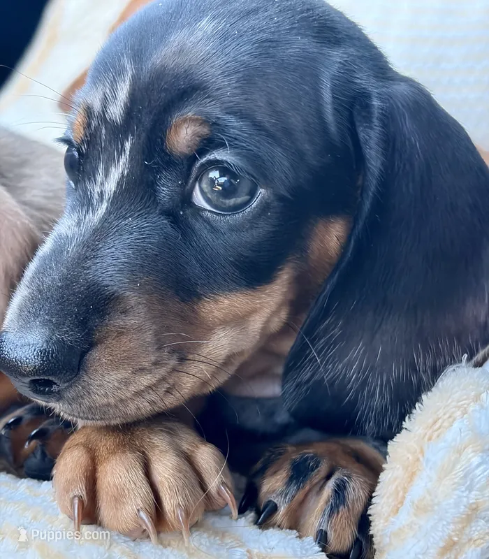 Lightning  – Miniature Dachshund puppy for sale in Sherman, TX