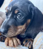 Lightning , a male Miniature Dachshund for sale in Sherman, TX – 2 of 7