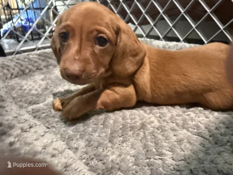 Copper Dew – Miniature Dachshund puppy for sale in Sherman, TX