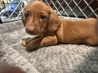 Copper Dew, a male Miniature Dachshund for sale in Sherman, TX – 1 of 6