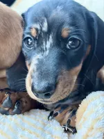 Lightning , a male Miniature Dachshund for sale in Sherman, TX – 1 of 7