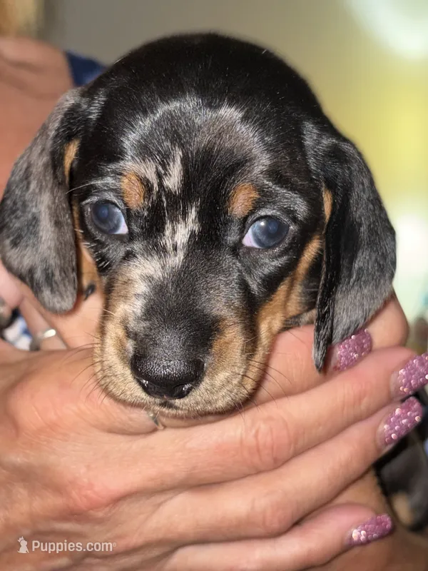 Pepper Dew – Miniature Dachshund puppy for sale in Sherman, TX