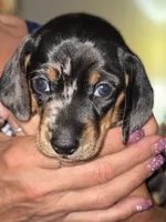 Pepper Dew, a male Miniature Dachshund for sale in Sherman, TX – 1 of 5