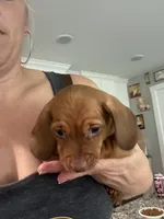 Rudy Dew, a male Miniature Dachshund for sale in Sherman, TX – 3 of 5