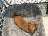 Copper Dew, a male Miniature Dachshund for sale in Sherman, TX – 2 of 6