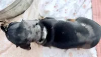 Pepper Dew, a male Miniature Dachshund for sale in Sherman, TX – 4 of 5